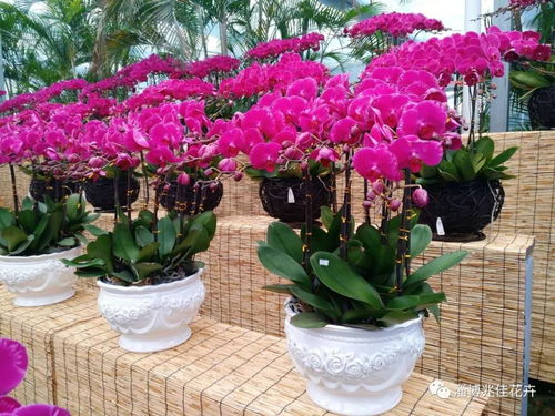 年宵花特惠 精品花卉买一赠百合