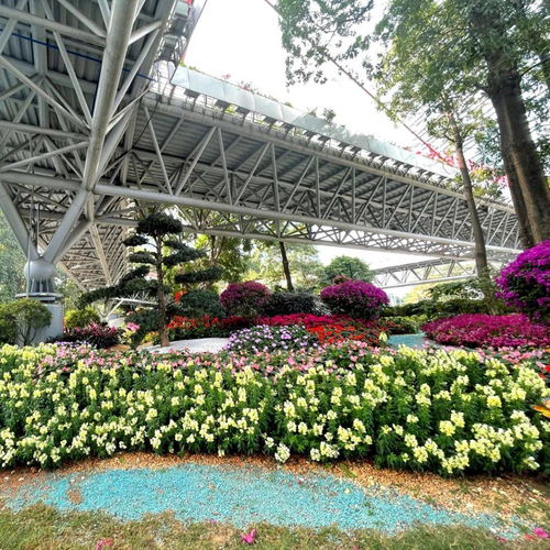 新春走基层｜广州天河 精品花带花境等你来打卡